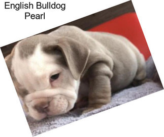 English Bulldog Pearl