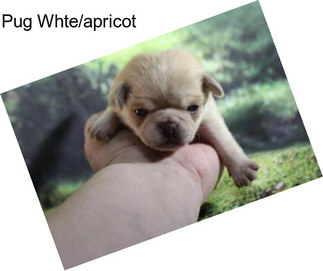 Pug Whte/apricot