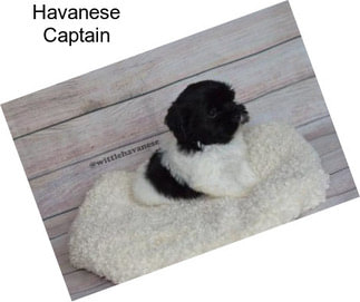 Havanese Captain