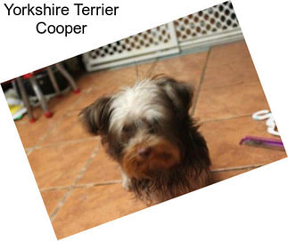 Yorkshire Terrier Cooper