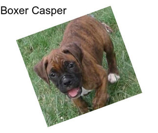 Boxer Casper