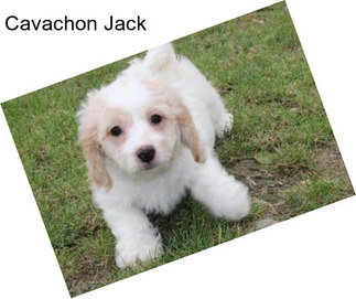 Cavachon Jack