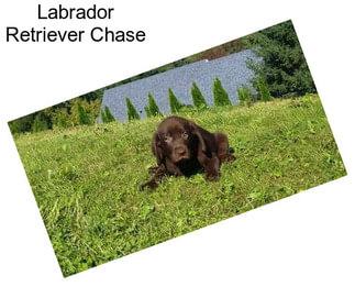 Labrador Retriever Chase