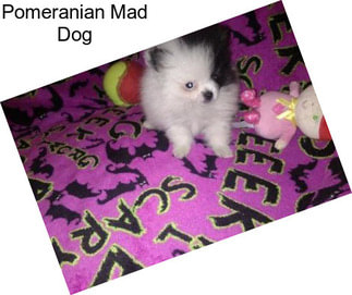 Pomeranian Mad Dog