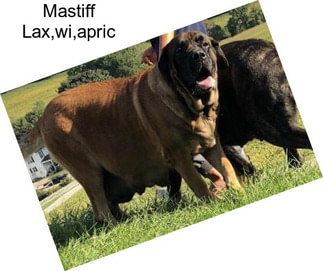 Mastiff Lax,wi,apric