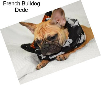 French Bulldog Dede