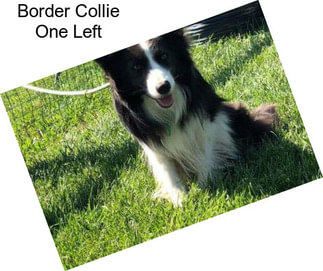 Border Collie One Left