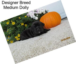 Designer Breed Medium Dolly