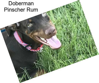 Doberman Pinscher Rum