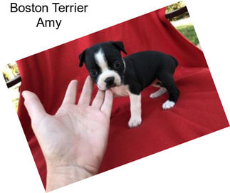 Boston Terrier Amy