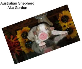 Australian Shepherd Akc Gordon