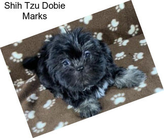 Shih Tzu Dobie Marks