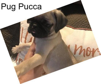 Pug Pucca