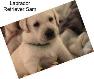 Labrador Retriever Sam