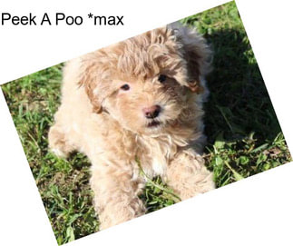 Peek A Poo *max