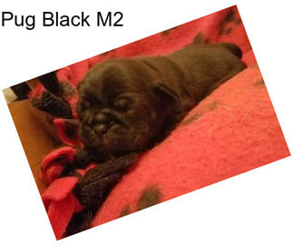 Pug Black M2