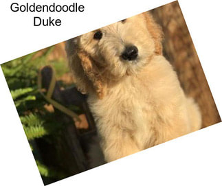 Goldendoodle Duke