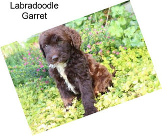 Labradoodle Garret