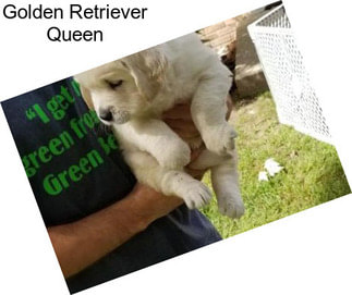 Golden Retriever Queen