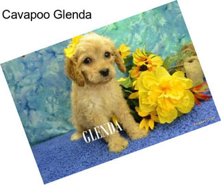 Cavapoo Glenda