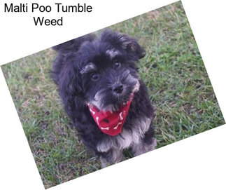 Malti Poo Tumble Weed