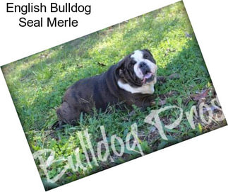 English Bulldog Seal Merle