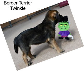 Border Terrier Twinkie