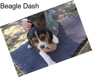 Beagle Dash