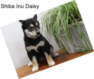 Shiba Inu Daisy