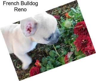 French Bulldog Reno