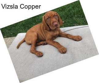 Vizsla Copper