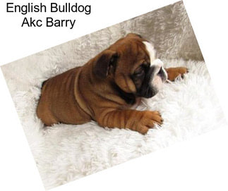 English Bulldog Akc Barry