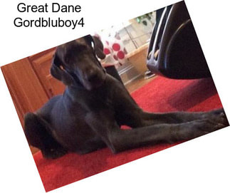 Great Dane Gordbluboy4