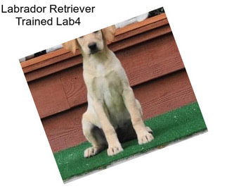 Labrador Retriever Trained Lab4