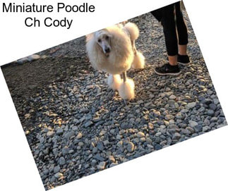 Miniature Poodle Ch Cody