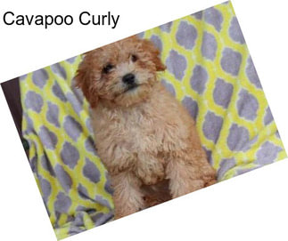 Cavapoo Curly