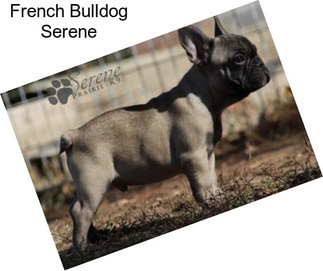 French Bulldog Serene