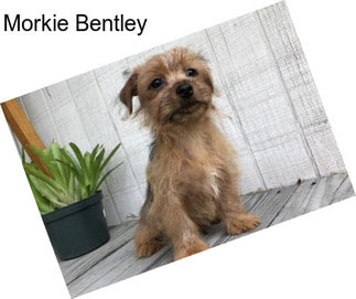 Morkie Bentley