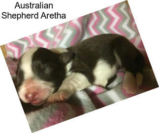 Australian Shepherd Aretha