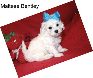 Maltese Bentley