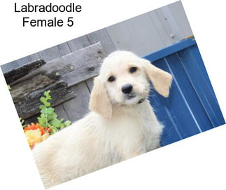 Labradoodle Female 5