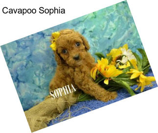 Cavapoo Sophia