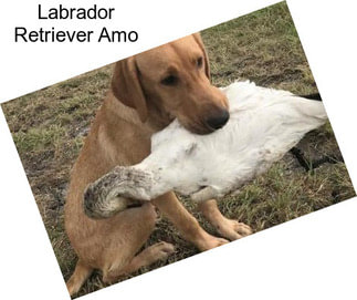 Labrador Retriever Amo