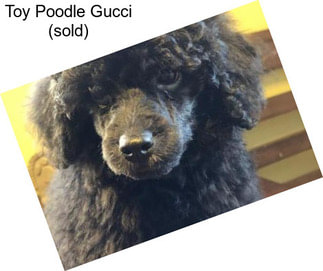Toy Poodle Gucci (sold)