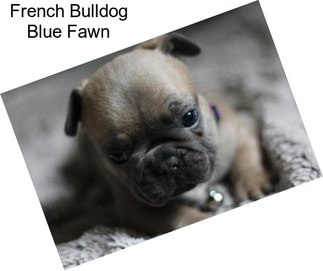 French Bulldog Blue Fawn
