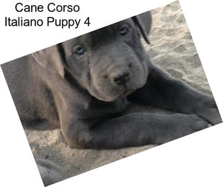 Cane Corso Italiano Puppy 4