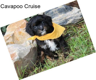 Cavapoo Cruise