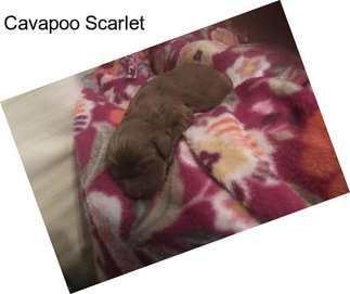 Cavapoo Scarlet