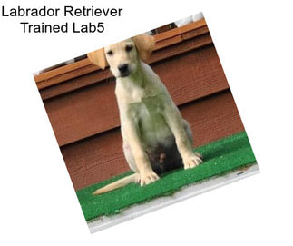 Labrador Retriever Trained Lab5