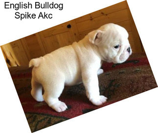 English Bulldog Spike Akc